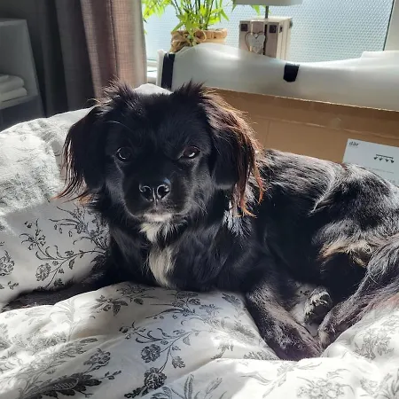 Connemara Luxury Log Out Camus Eighter