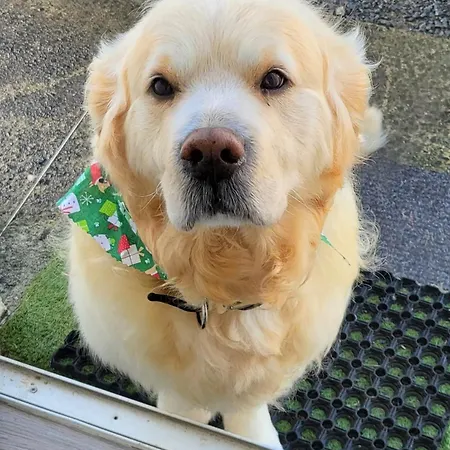 Connemara Luxury Log Out * Camus Eighter