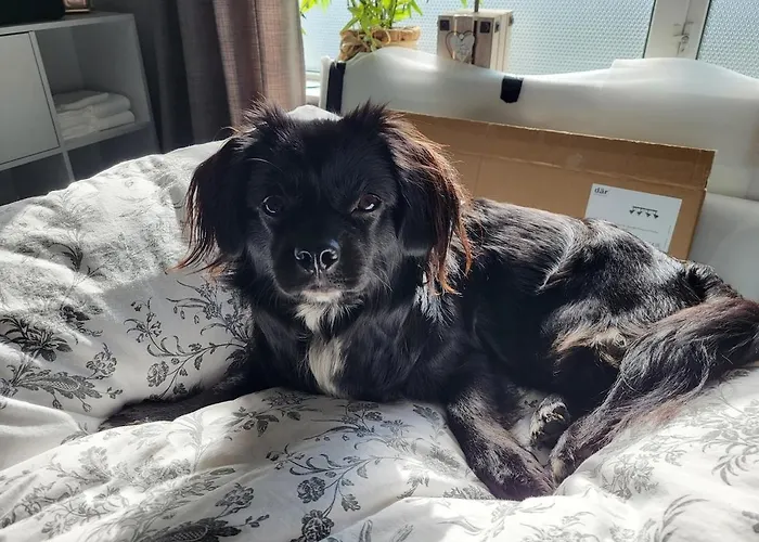 Connemara Luxury Log Out Camus Eighter