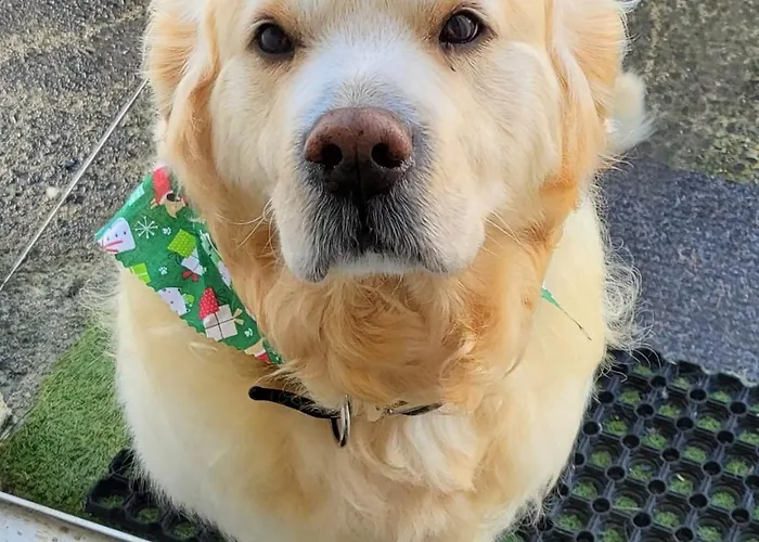 Connemara Luxury Log Out * Camus Eighter